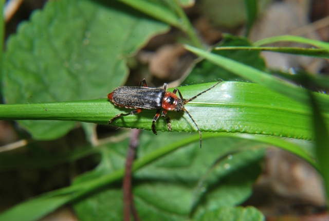 Cantharis rustica